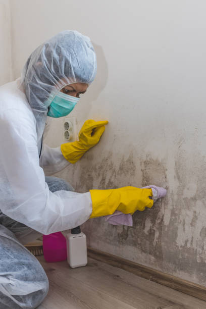 Best Attic Mold Removal  in Groveland, FL